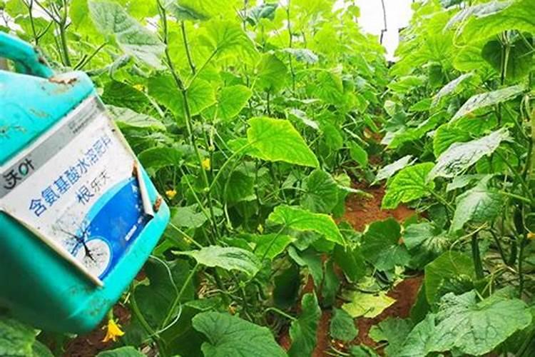 夏季高温果树开花有必要用生根养根肥？