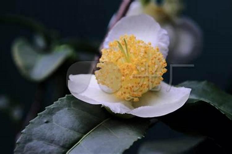 茶园冬季怎么管理