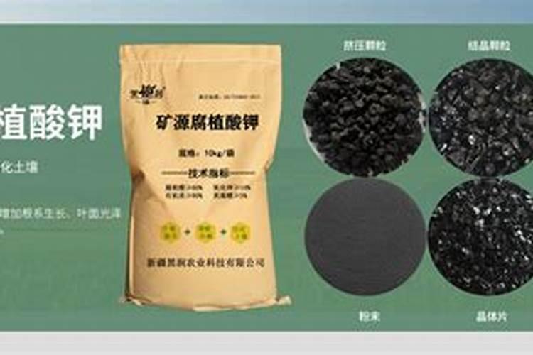 月季玫瑰种子怎么种