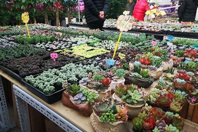 种黄芪肥料咋施 疏松而肥沃的沙质壤土