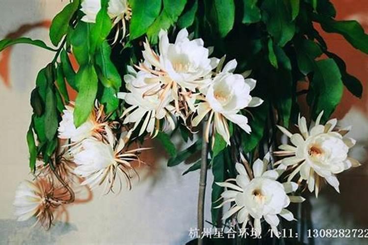 昙花施什么肥料