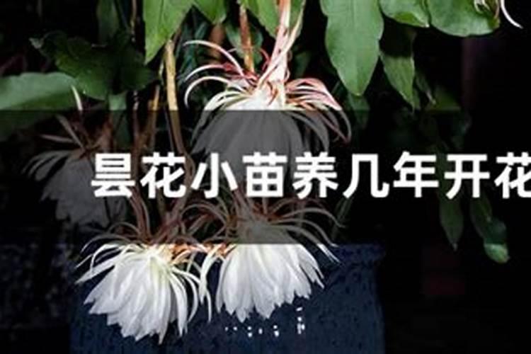 昙花怎么养才开花,5个步骤使其快速开花
