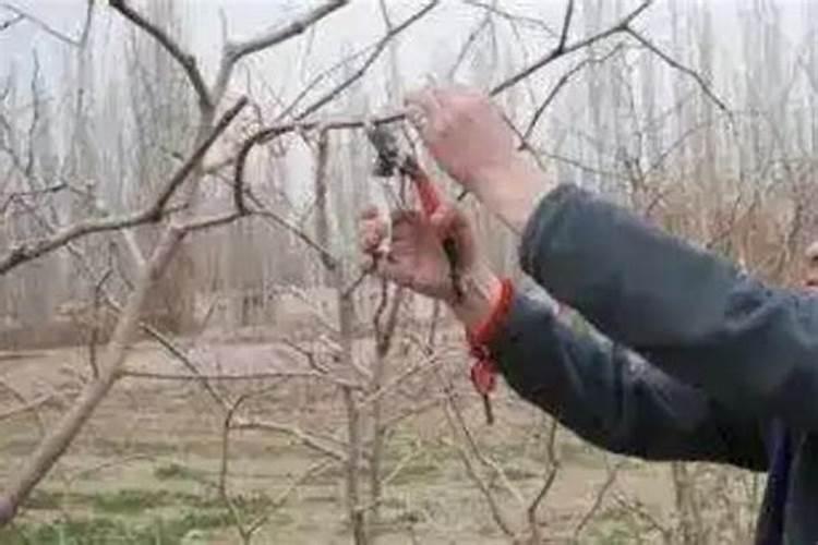 桂花树施什么肥合适