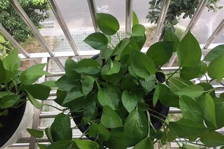 生化黄腐酸是腐植酸吗