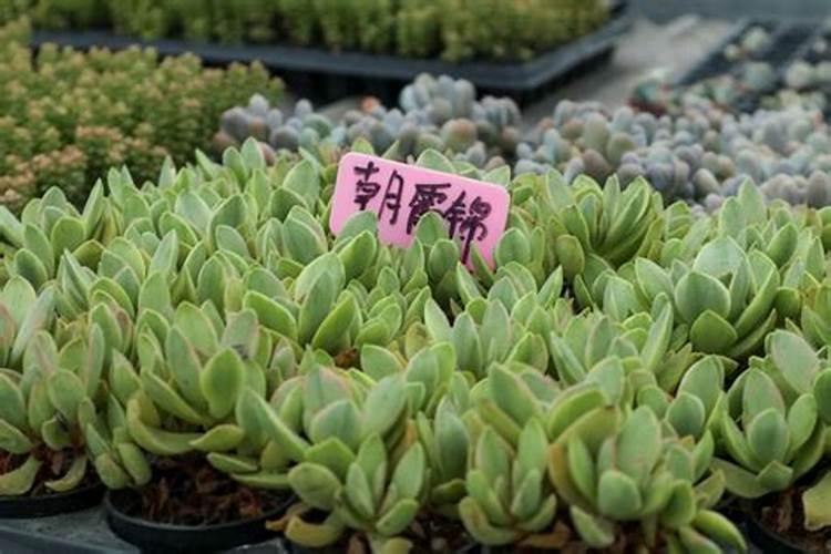 锦葵这种植物,怎么养才能长的好？
