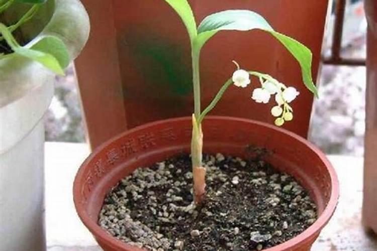 南瓜追肥技术有哪些？