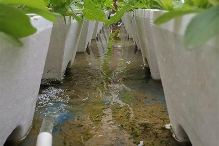 油茶树最怕什么肥料 油茶树最怕哪种肥料