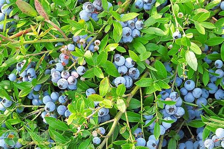 葡萄采收后怎么样施肥