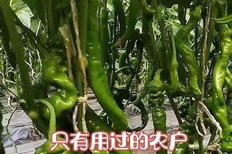 小麦防冻专用叶面肥 小麦防冻措施