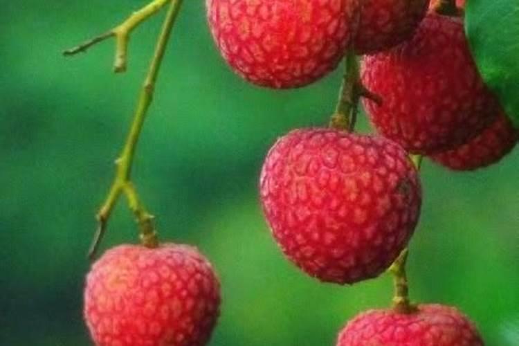 食葵灌浆需要施什么肥