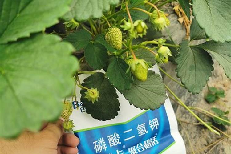 草莓如何施肥 草莓施肥技巧