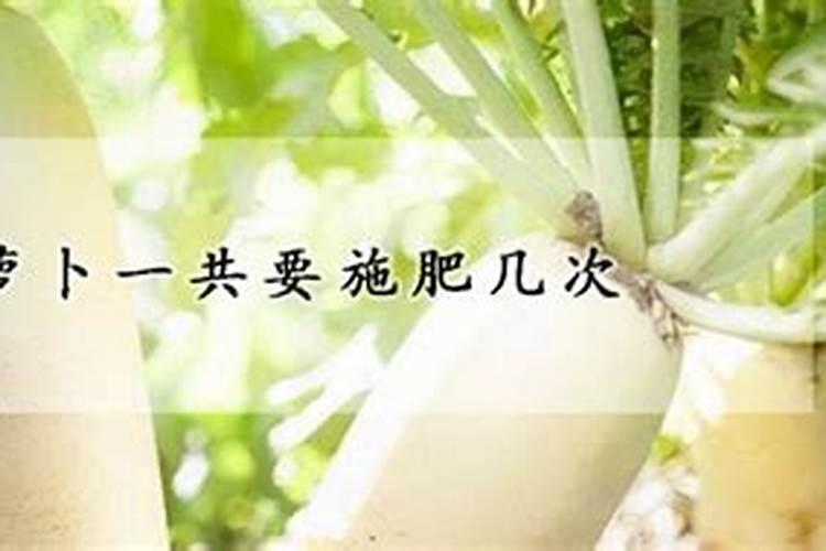 怎样施肥可以使白萝卜的产量更高呢？