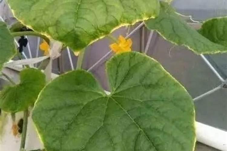 龙眼成结果树需要掌握的施肥方法有哪些？