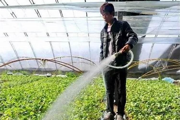 抛秧盘怎样育苗 插秧和抛秧各有什么优缺点