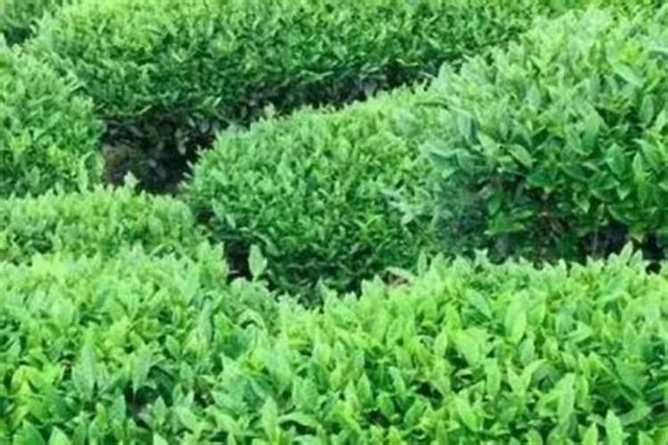 硼肥怎么施效果最好