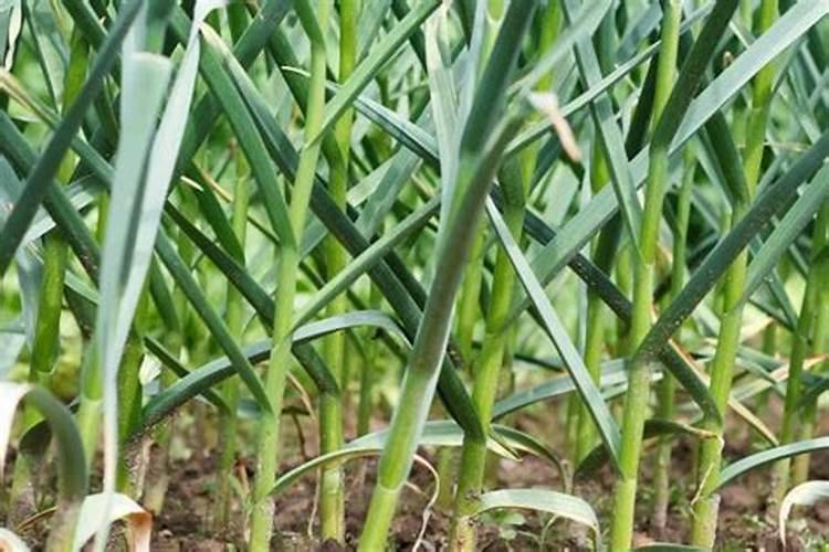 底肥用什么肥料有助于长根？底肥什么时候用长势好？