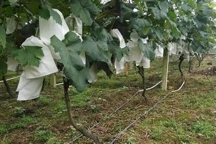 葡萄树挂果后怎样施肥