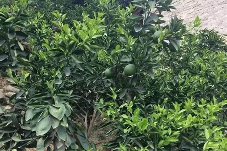 月季底肥放多了,现在叶子发黄干枯怎么办？