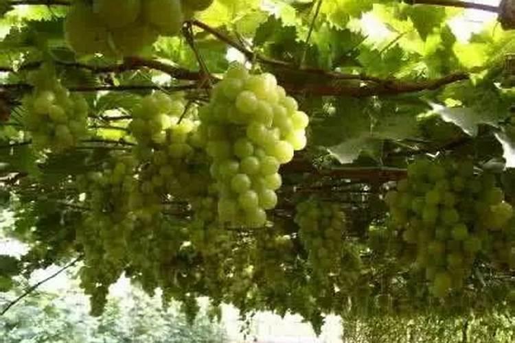 小烟苗用什么肥料最好