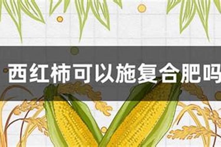 番茄苗定植浇水一次缓苗水什么时候浇