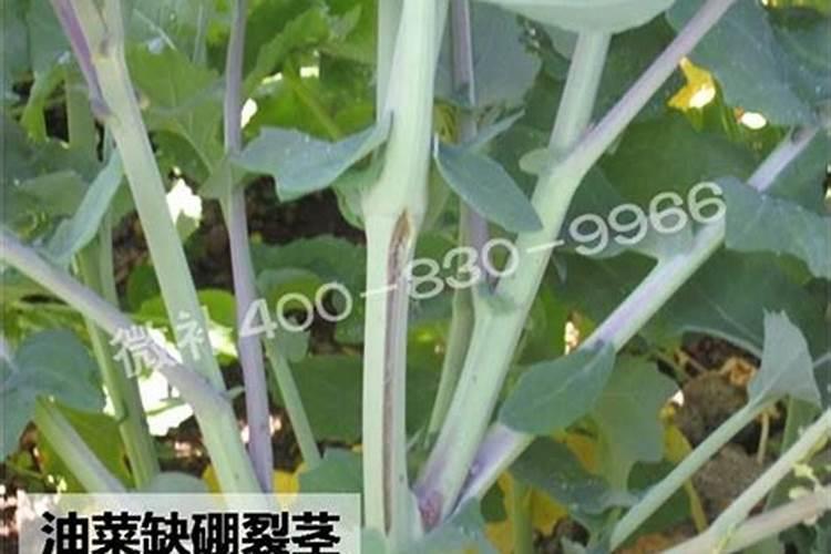油菜打硼肥什么时候打好