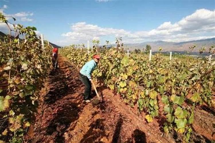 小麦拔节期后喷什么叶面肥？硼肥加上它喷2次,增产很明显