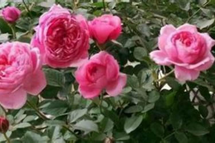 月季花夏季施什么肥好