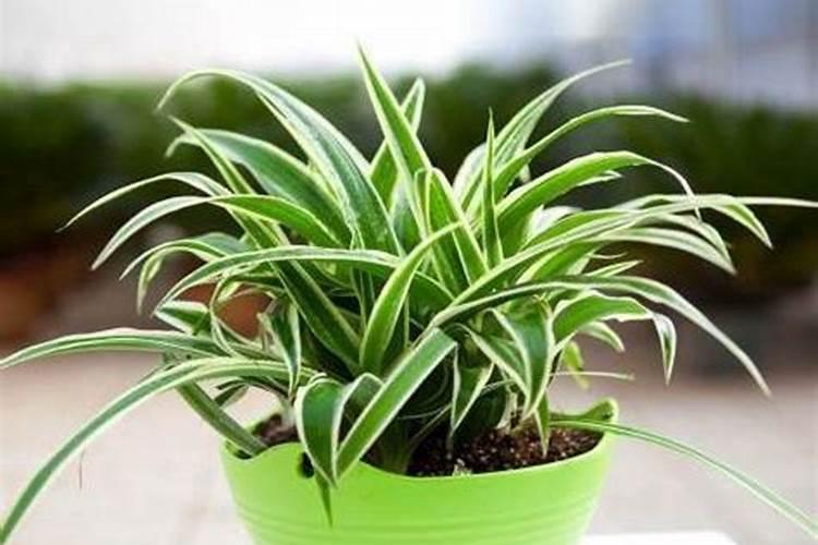 金边吊兰施什么肥料