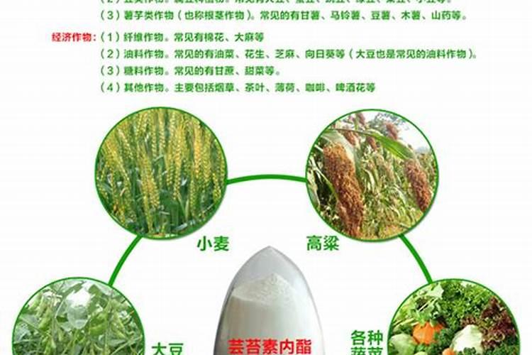 玉米什么时候打芸苔素