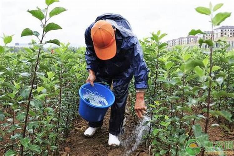 棉花施钾肥最佳时间 使用方法及注意事项