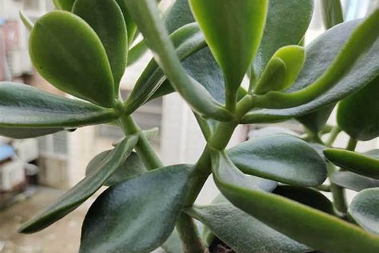 七月份对腐烂大的苹果树施什么肥