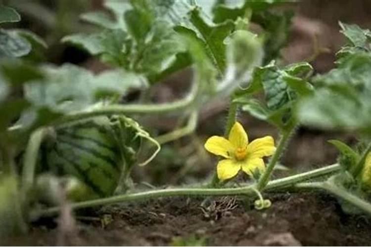 苹果树追肥用什么肥料好