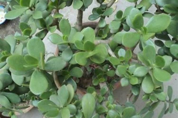 芸苔素对植物生长有什么作用？