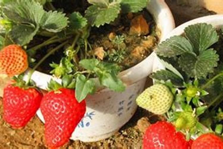 陕西适合种植神香草吗？