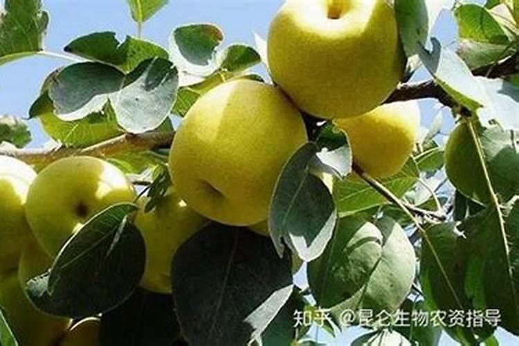 柠檬树用什么肥料好