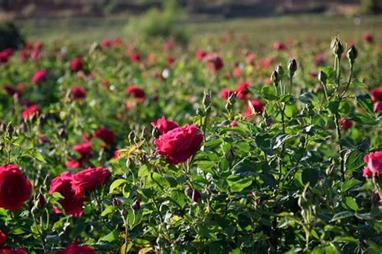 种植阳光玫瑰葡萄时,需要施什么肥呢？