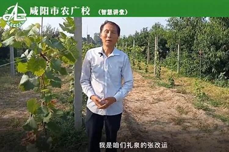 阳光玫瑰葡萄管理