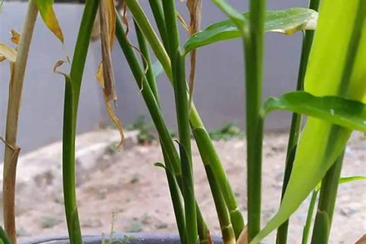 生姜后期需要什么肥料,一年可以种几次
