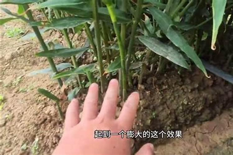 生姜追肥用什么肥料好？