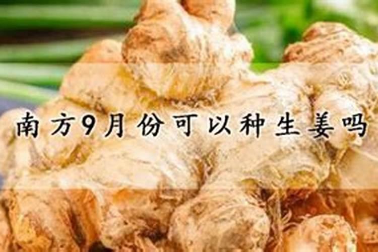 生姜浇什么肥料合适
