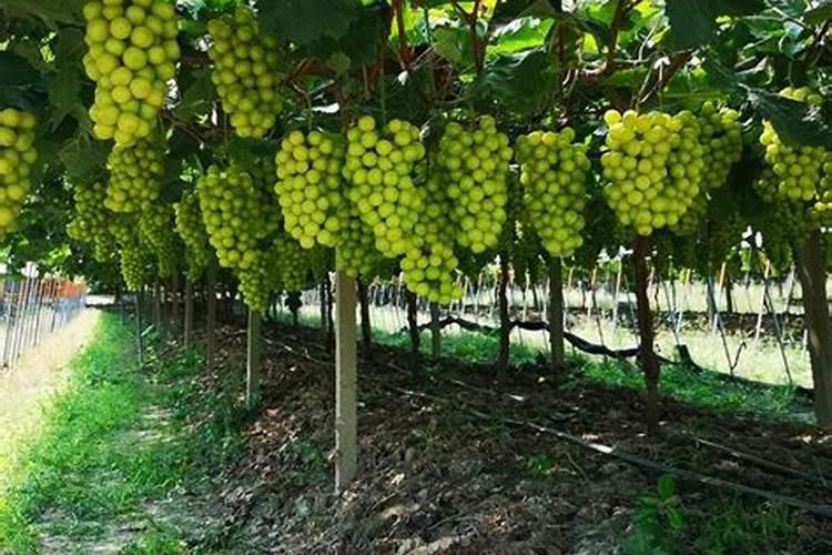 阳光玫瑰葡萄拉花用美国奇宝1包配多少水