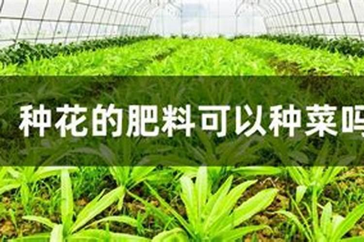 叶面肥和根部追肥有什么区别 叶面肥料可以代替根部施肥吗