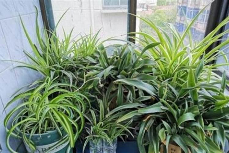 叶面肥能代替土壤施肥吗