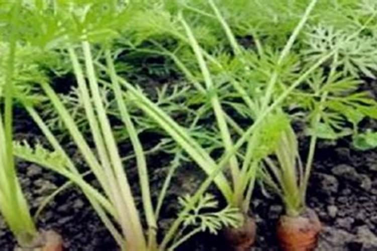 胡萝卜是种物美价廉营养高的蔬菜,怎样种植更高产？