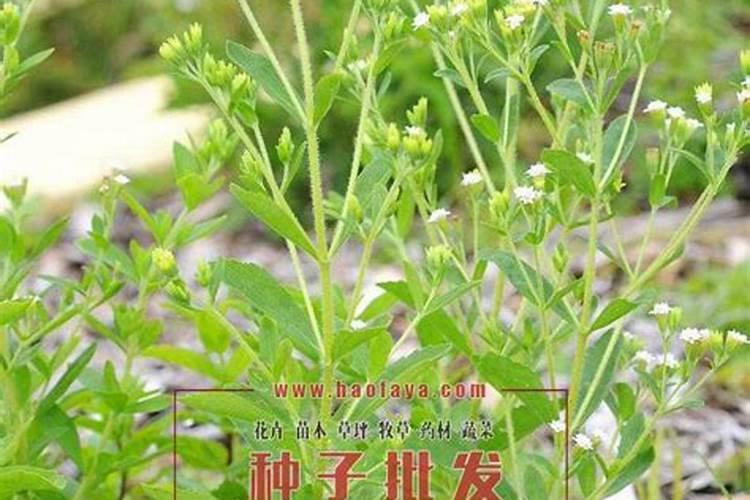 如何施肥可给西瓜增甜