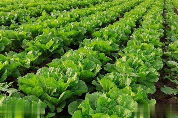 辛朋磷酸二氢钾喷花菜有什么作用？