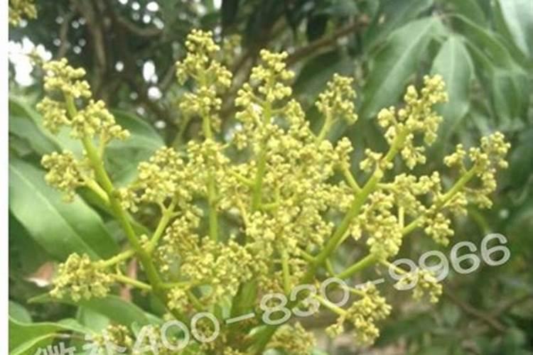 橘子结果期需要什么肥料