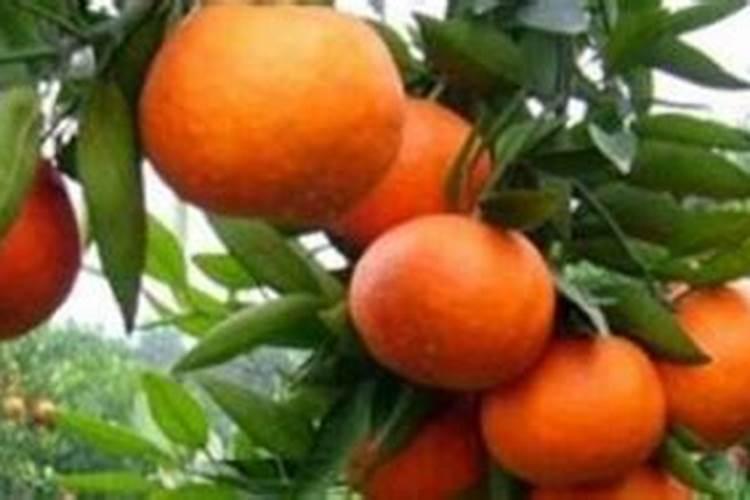 柑橘苗栽植后多久可以施肥？