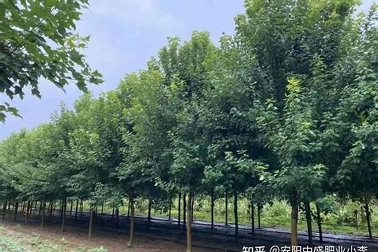 银杏树施什么肥最好