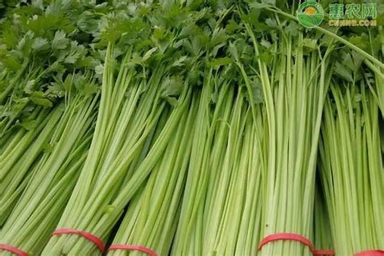 朝天椒种植时间和方法